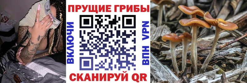 Галлюциногенные грибы Psilocybine cubensis  Купить  Солигалич 